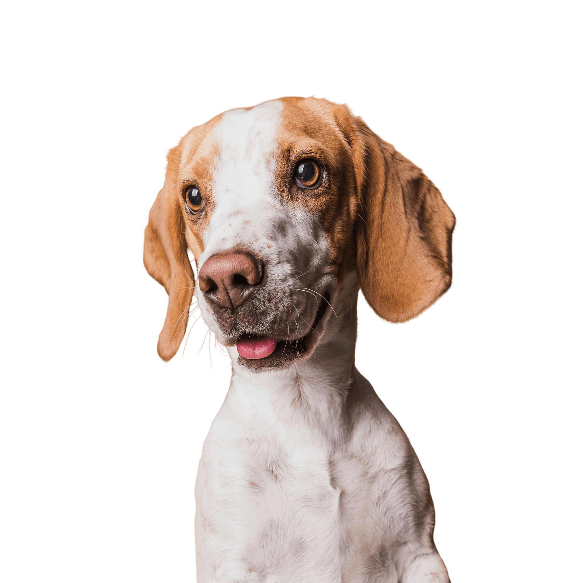 Cão feliz olhando para a câmera em ambiente acolhedor